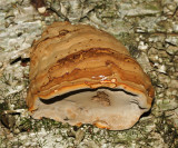 Fomes fomentarius