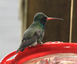 Broad-billed Hummingbird - Cyanthus latirostris