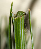 3602 - Pine Tube Moth - Argyrotaenia pinatubana