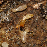 Eastern subterranean termite - Reticulitermes flavipes