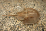 Atlantic horseshoe crab (shell) - Limulus polyphemus