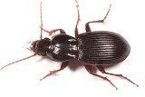 Pterostichus tristis