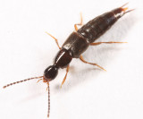 Philonthus sp.