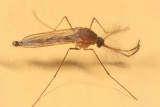 Northern House Mosquito - Culex pipiens (male)