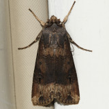 10663 - Ipsilon Dart - Agrotis ipsilon
