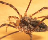 Odiellus pictus