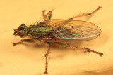 Scathophaga stercoraria