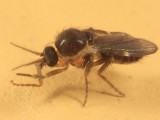 Forcipomyia subgenus Forcipomyia