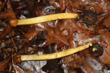 Cordyceps canadensis