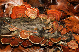 Stereum ostrea (False Turkey Tail)