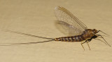 Brushlegged Mayflies - Isonychiidae - Isonychia obscura