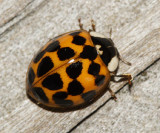  Multicolored Asian Lady Beetle - Harmonia axyridis