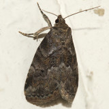 9037 - Dotted Graylet Moth - Hyperstrotia pervertens