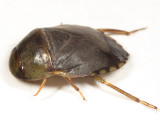 Creeping Water Bug - Naucoridae - Pelocoris femoratus