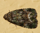 9051 - Small Mossy Lithacodia - Lithacodia musta