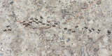 Acrobat Ant column