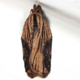 3536 -- Robinson's Acleris Moth -- Acleris robinsoniana
