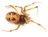 Steatoda triangulosa