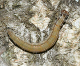 2401 - Ailanthus Webworm - Atteva punctella