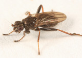 Crumomyia sp.