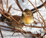 Dickcissel - Spiza americana