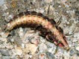 Pyractomena sp. (larva)