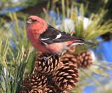 White-winged Crossbill - Loxia leucoptera (male)