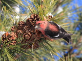 White-winged Crossbill - Loxia leucoptera (male)