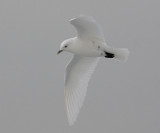 Ivory Gull - Pagophila eburnea