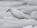 Ivory Gull - Pagophila eburnea