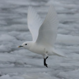 Ivory Gull - Pagophila eburnea