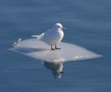 Ivory Gull - Pagophila eburnea