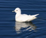 Ivory Gull - Pagophila eburnea