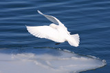 Ivory Gull - Pagophila eburnea