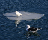 Ivory Gull - Pagophila eburnea (being eyed by a hungry Great Black-backed Gull)