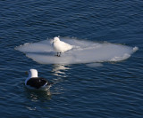 Ivory Gull - Pagophila eburnea (being eyed by a hungry Great Black-backed Gull)