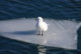 Ivory Gull - Pagophila eburnea