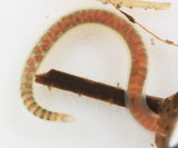 Annelidae - Tubifex