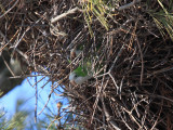 Monk Parakeet - Myiopsitta monachus
