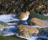 Dunlin - Calidris alpina (winter plumage)