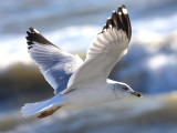 Ring-billed Gull - Larus delawarensis