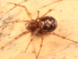 Steatoda triangulosa