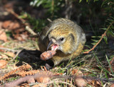 White-winged Crossbill - Loxia leucoptera (female)