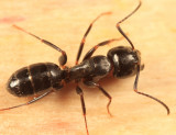 Camponotus nearcticus