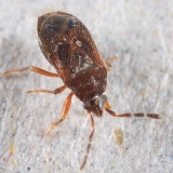 Antillocoris minutus