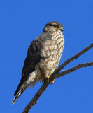 Merlin - Falco columbarius