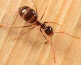 False Honey Ant - Prenolepis imparis