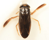 Hesperocorixa atopodonta