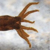 Tipula (subgenus Yamatotipula)