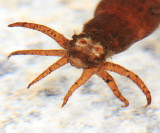 Tipula sp. (subgenus Yamatotipula)